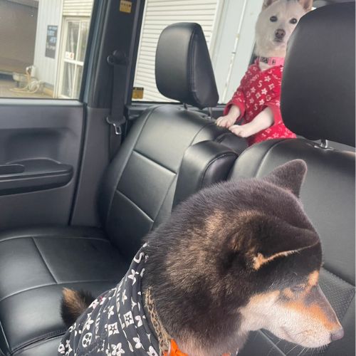 看板犬と旅するあらレン！公式Instagram