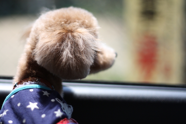 あなたの声をお聞かせください　 