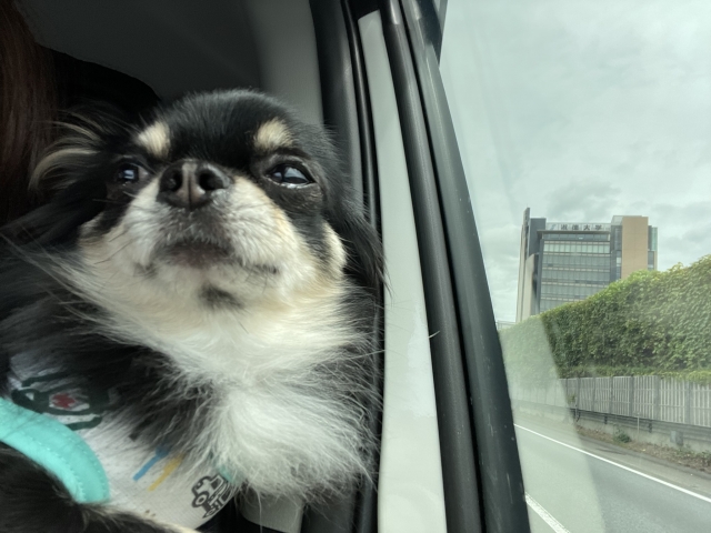 愛犬家のお助けレンタカー