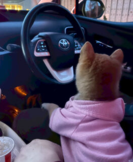 関東圏のペットと行けるおでかけスポット♪