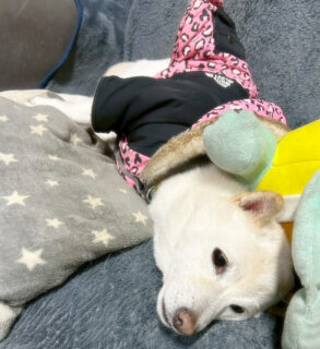 8月最初の週末も終わりですね