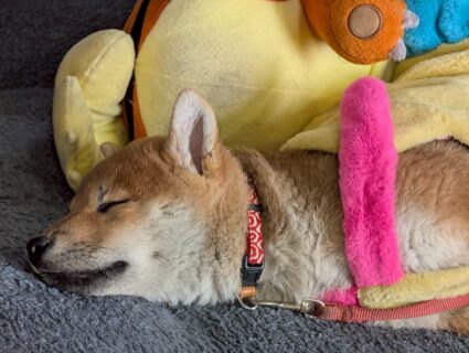 ねむねむふぶきくん😪