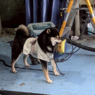 浴衣姿のあられちゃん👘