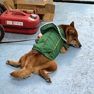 ガオガオふぶきくん🦖