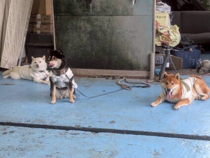 看板犬3ショット📷