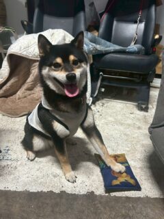 お気に入りのおもちゃ