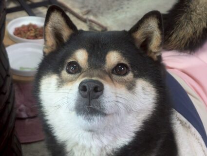 うるうるあられちゃん