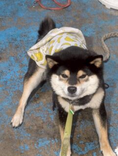 イヤイヤあられちゃん