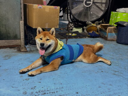 お疲れふぶきくん