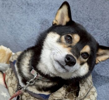 あざとあられちゃん🥹