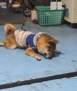 たたかうふぶきくん👊🏻