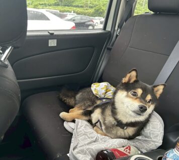 お車のご紹介🚗