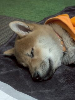 シュールふぶきくん第2弾