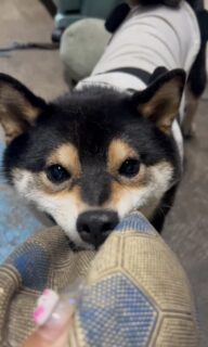 負けないあられちゃん⚽️