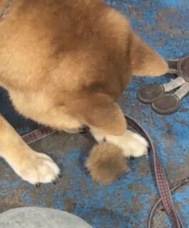 秋らしい動画🎥