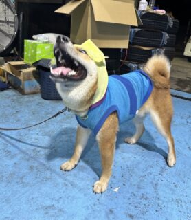 びっくりふぶきくん🫨