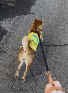 走れふぶきくん🏃‍♂️