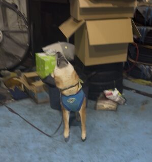 おやつキャッチ🍪