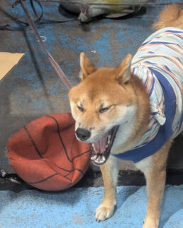 おねむのふぶきくん💭