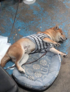 二度寝ふぶきくん🫧