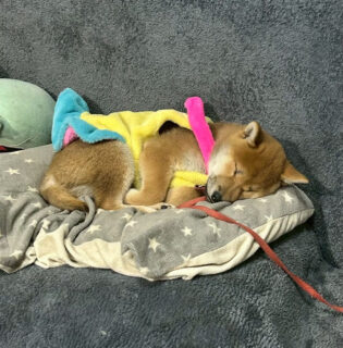 おさなふぶきくん