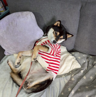 くつろぎあられちゃん🐾