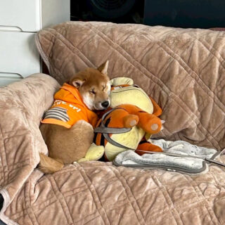 こいぬポケモン🐕