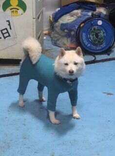 ぴたぴた動画🎥