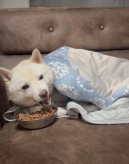 理想の日曜日🍴