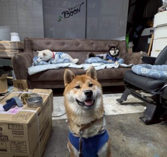 ペットレンタカーⓇとは