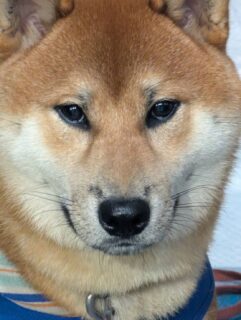 あらレン！のサービスについて💡