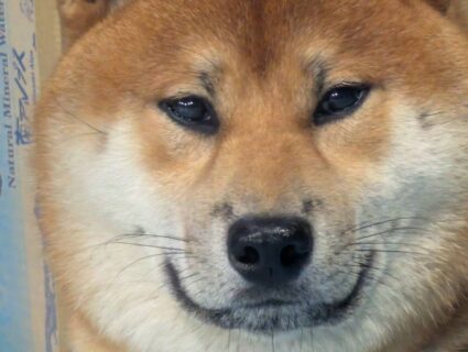 お月さまのような