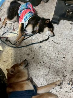 あらレン！のサービスについて💡