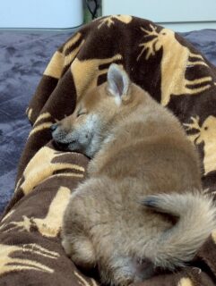 あらレン！のサービスについて💡