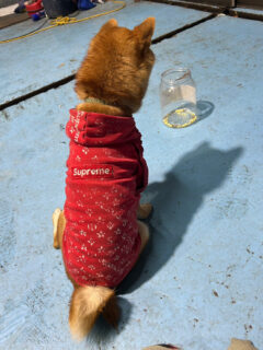 なぞふぶきくん🐾