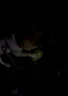 お散歩動画〜ふぶきくんVer.〜