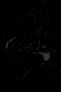 お散歩動画〜あられちゃんVer.〜