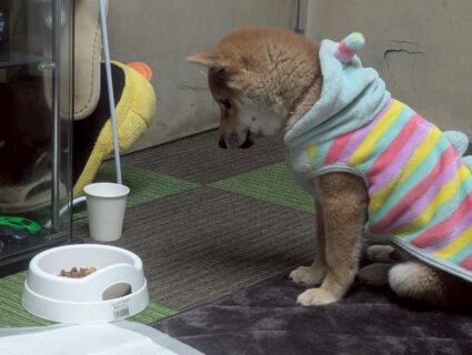 ばぶふぶきくん🐾