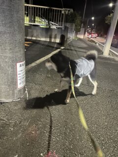 荒ぶるあられさん🐾