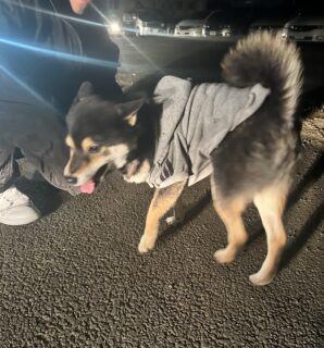 興奮あられちゃん💨