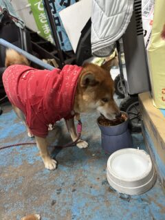 横目ふぶきくん🐾