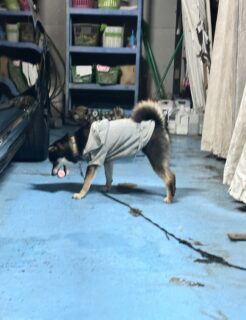 あられのNewおもちゃ🐾