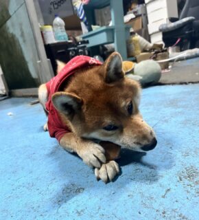 げんきげんきふぶきくん🐾