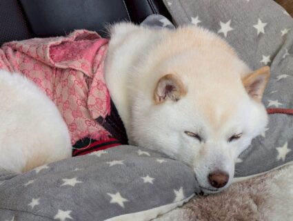 あらレン！のサービスについて💡