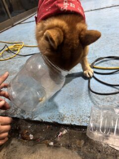 食いしんぼうふぶきくん🐾