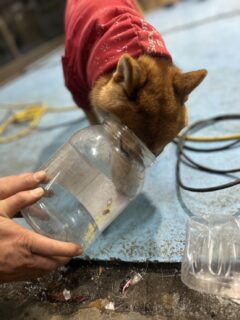 続・食いしんぼうふぶきくん🐾