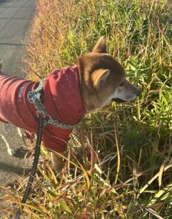 あらレン！のサービスについて💡