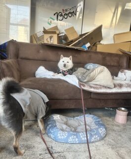 満足みぞれちゃん🐾