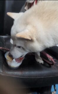 おいしいおやつ🐾