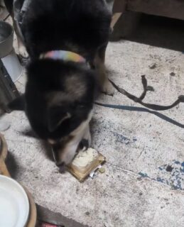 おいしいおやつ🐾〜あられちゃんVer.〜